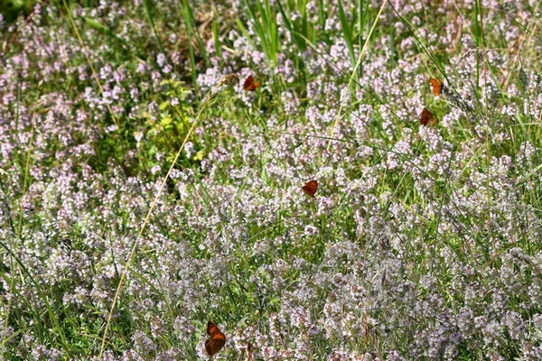 AMBIENTAZIONE FARFALLE PARCO DEL TICINO